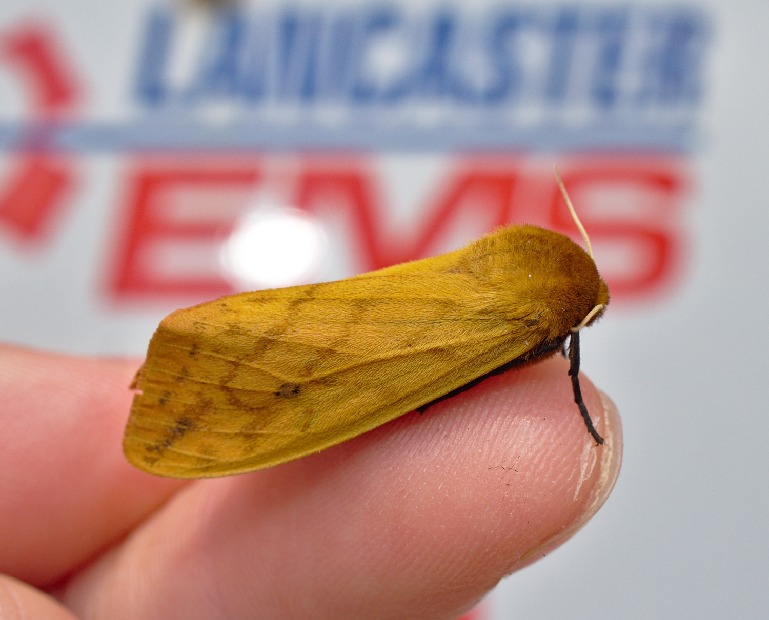 100 percent good looking moth_20200821.jpg